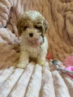 Mia 🎀🐾, a female Poodle - Toy  for sale in Chicago, IL – 6 of 7