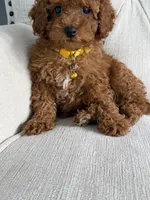 Ginger, a female Poodle - Toy  for sale in Chicago, IL – 3 of 4