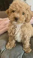 Bella 🎀, a female Poodle - Toy  for sale in Chicago, IL – 2 of 2