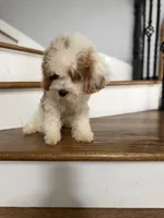 Cavapoo, a male Cavapoo for sale in Chicago, IL – 5 of 7