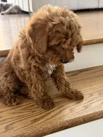 Cubbie, a male Cavapoo for sale in Chicago, IL – 3 of 3