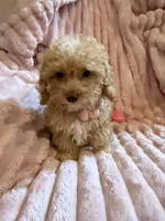 Olivia 🎀🐾, a female Poodle - Toy  for sale in Chicago, IL – 3 of 5