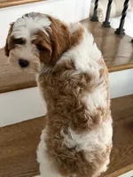 Emma, a female Cavapoo and Poodle - Miniature  for sale in Chicago, IL – 6 of 6