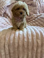 Olivia 🎀🐾, a female Poodle - Toy  for sale in Chicago, IL – 5 of 5