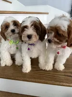 Cassie, a female Cavapoo and Poodle - Miniature  for sale in Chicago, IL – 4 of 6