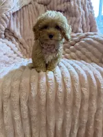 Olivia 🎀🐾, a female Poodle - Toy  for sale in Chicago, IL – 4 of 5