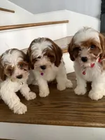 Tessa, a female Cavapoo and Poodle - Miniature  for sale in Chicago, IL – 4 of 5