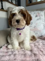 Emma, a female Cavapoo and Poodle - Miniature  for sale in Chicago, IL – 4 of 6