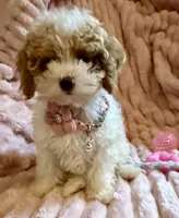 Mia 🎀🐾, a female Poodle - Toy  for sale in Chicago, IL – 4 of 7