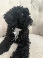 Rex, a male Poodle - Toy  for sale in Chicago, IL – 3 of 3