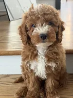 Wrigley , a male Cavapoo for sale in Chicago, IL – 2 of 2
