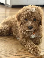 Clark, a male Cavapoo for sale in Chicago, IL – 3 of 4