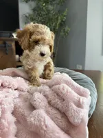 Abby, a female Poodle - Toy  for sale in Chicago, IL – 3 of 5