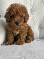 Ginger, a female Poodle - Toy  for sale in Chicago, IL – 2 of 4
