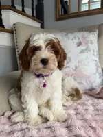 Emma, a female Cavapoo and Poodle - Miniature  for sale in Chicago, IL – 5 of 6