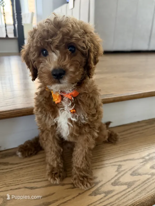 Clark – Cavapoo puppy for sale in Chicago, IL