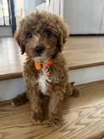 Clark, a male Cavapoo for sale in Chicago, IL – 1 of 4