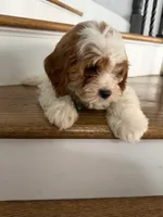 Cassie, a female Cavapoo and Poodle - Miniature  for sale in Chicago, IL – 5 of 6