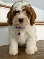 Emma, a female Cavapoo and Poodle - Miniature  for sale in Chicago, IL – 3 of 6