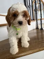 Cassie, a female Cavapoo and Poodle - Miniature  for sale in Chicago, IL – 1 of 6