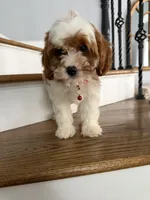 Tessa, a female Cavapoo and Poodle - Miniature  for sale in Chicago, IL – 2 of 5