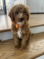 Clark, a male Cavapoo for sale in Chicago, IL – 2 of 4