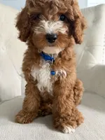 Wrigley, a male Cavapoo for sale in Chicago, IL – 2 of 5