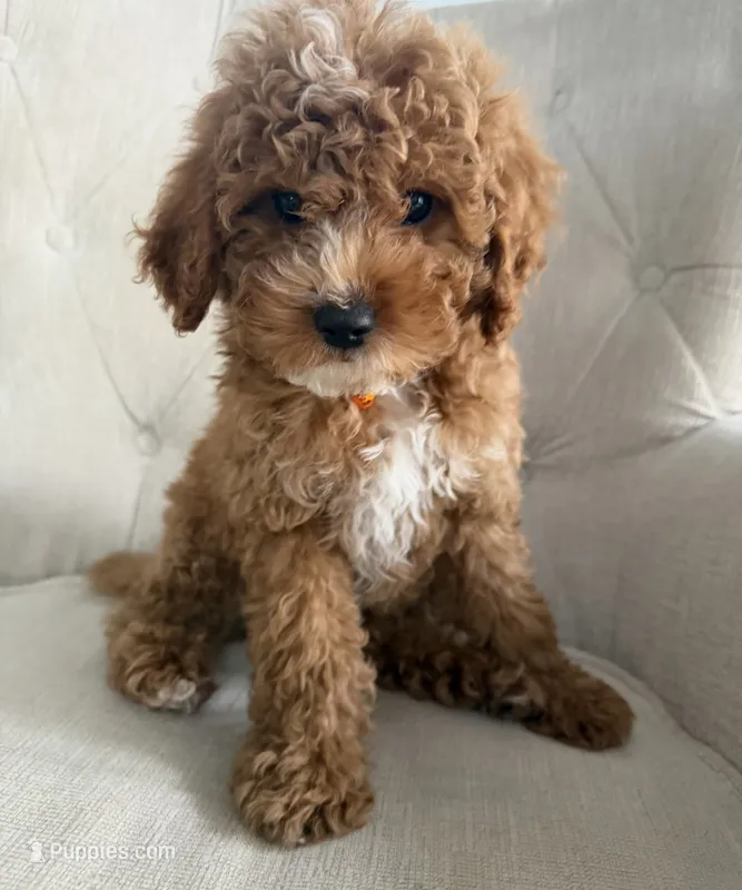 Clark  – Cavapoo puppy for sale in Chicago, IL