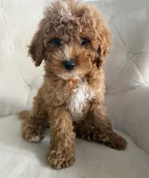 Clark , a male Cavapoo for sale in Chicago, IL – 1 of 3
