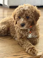 Clark, a male Cavapoo for sale in Chicago, IL – 4 of 4
