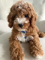 Wrigley, a male Cavapoo for sale in Chicago, IL – 1 of 5