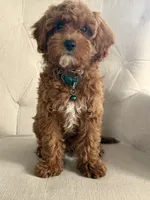 Addison, a male Cavapoo for sale in Chicago, IL – 2 of 3