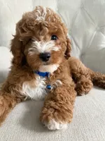 Wrigley, a male Cavapoo for sale in Chicago, IL – 4 of 5
