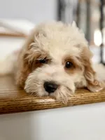 Cavapoo, a male Cavapoo for sale in Chicago, IL – 6 of 7