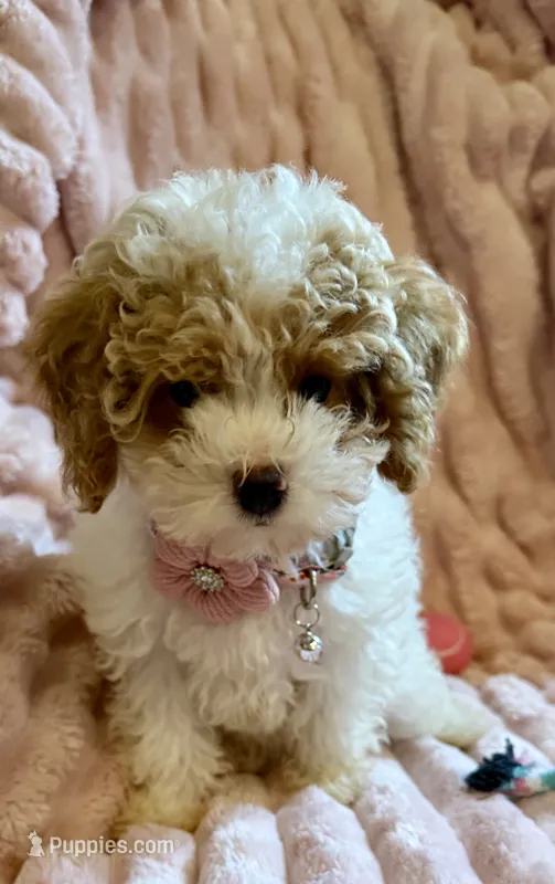 Mia 🎀🐾 – Poodle - Toy  puppy for sale in Chicago, IL