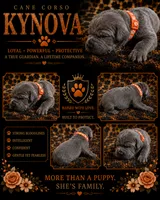 Kynova, a female Cane Corso for sale in Orlando, FL – 1 of 1