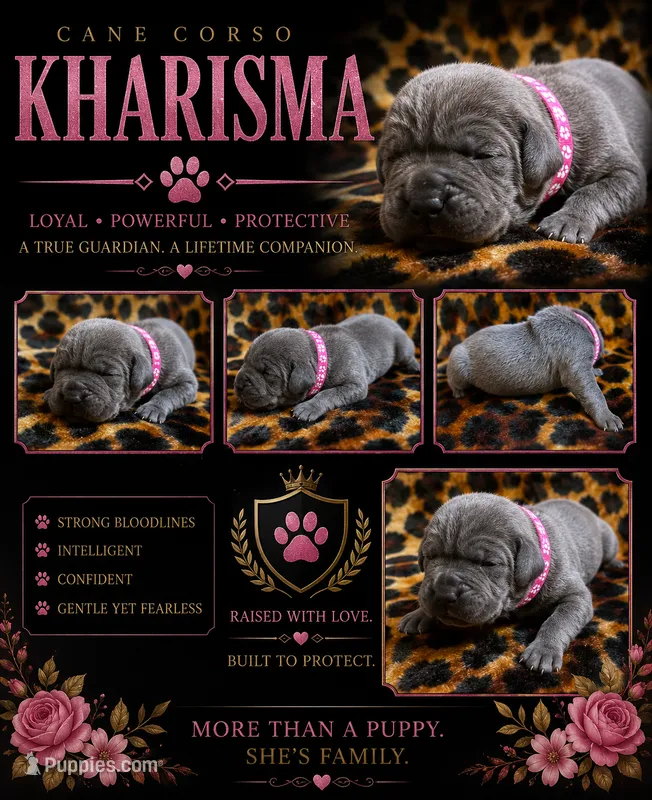 Kharisma – Cane Corso puppy for sale in Orlando, FL