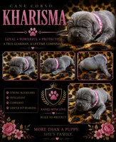 Kharisma, a female Cane Corso for sale in Orlando, FL – 1 of 1