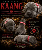 KAANG, a male Cane Corso for sale in Orlando, FL – 1 of 1