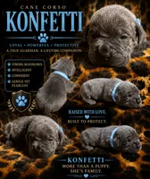Konfetti, a female Cane Corso for sale in Orlando, FL – 1 of 1