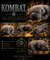 Kombat, a male Cane Corso for sale in Orlando, FL – 1 of 1