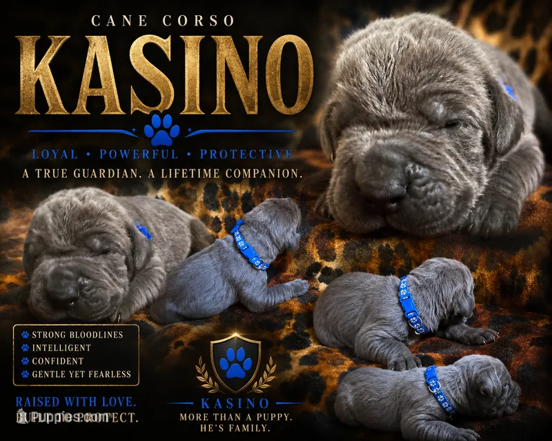 Kasino – Cane Corso puppy for sale in Orlando, FL