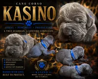 Kasino, a male Cane Corso for sale in Orlando, FL – 1 of 1