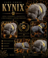 Kynix, a female Cane Corso for sale in Orlando, FL – 1 of 1