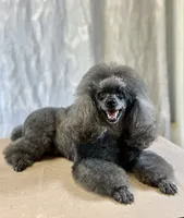 Umka, a male Poodle - Toy  for sale in Hollywood, FL – 8 of 9