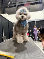 Umka, a male Poodle - Toy  for sale in Hollywood, FL – 6 of 9