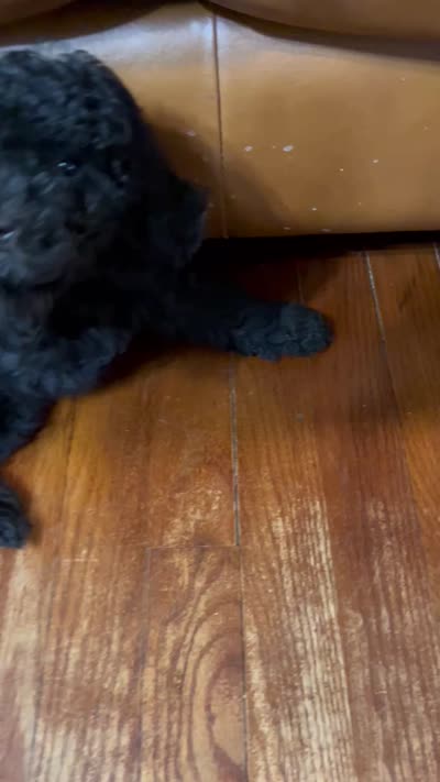 Umka, a male Poodle - Toy  for sale in Hollywood, FL – 9 of 9