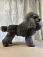 Umka, a male Poodle - Toy  for sale in Hollywood, FL – 3 of 9