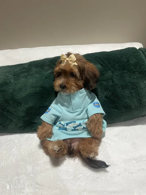 Sophia – Yorkipoo puppy for sale in York, PA