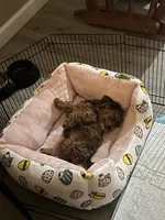 Sophia, a female Yorkipoo for sale in York, PA – 4 of 6